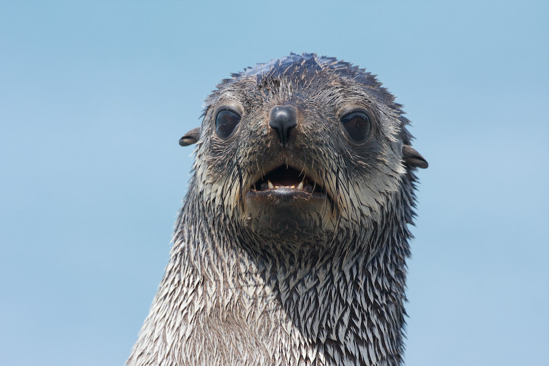 Antarctic Fur Seal